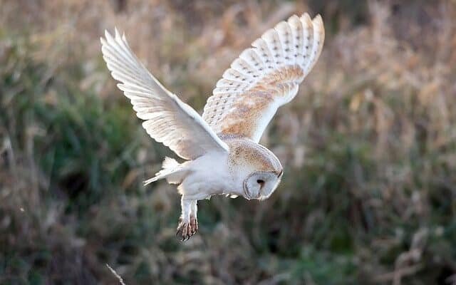 White owl in flight