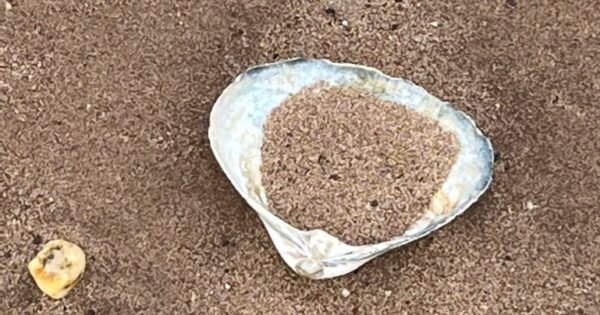 A seashell