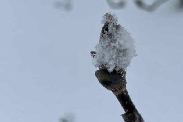 Snow covered bud