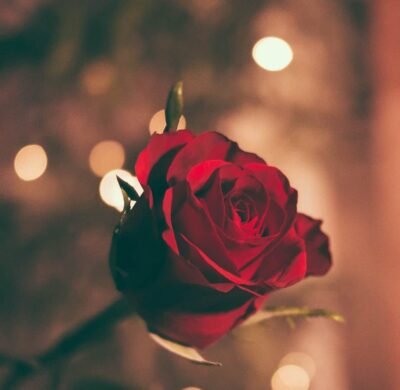 red rose and glimmering background