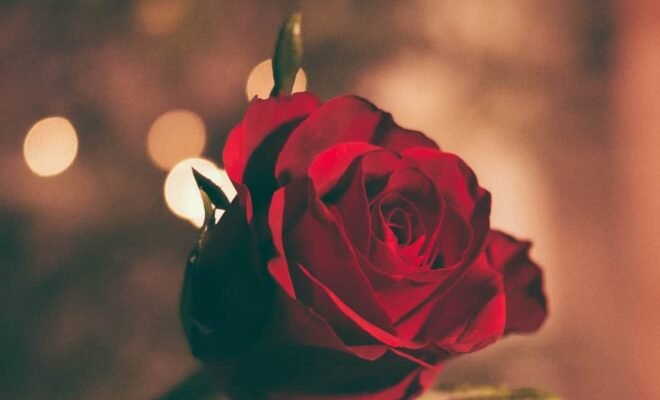 red rose and glimmering background