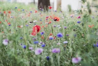 field of flowers