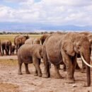Schism in the family of elephants