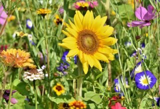 field of wildflowers