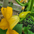 Yellow squash with open female flower