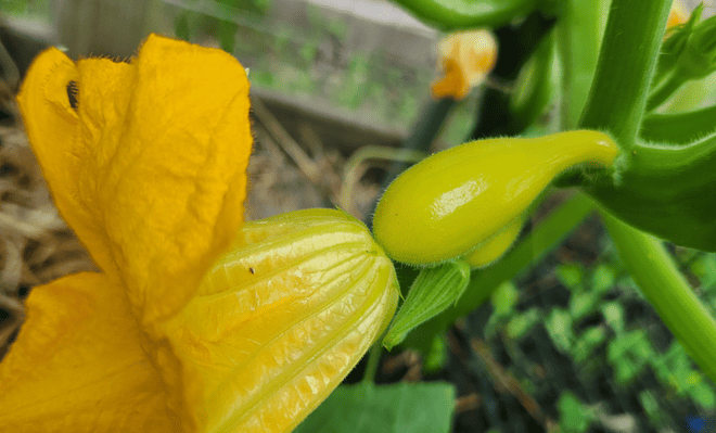 Yellow squash with open female flower