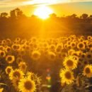 a sunflower field