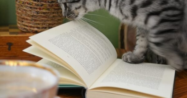 black and gray striped cat walking on pages of a book