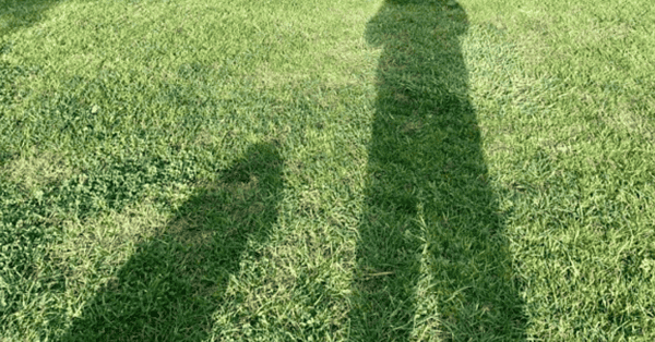 Shadows in a grassy field