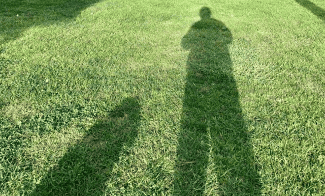 Shadows in a grassy field