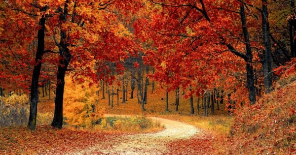 fall trees, road