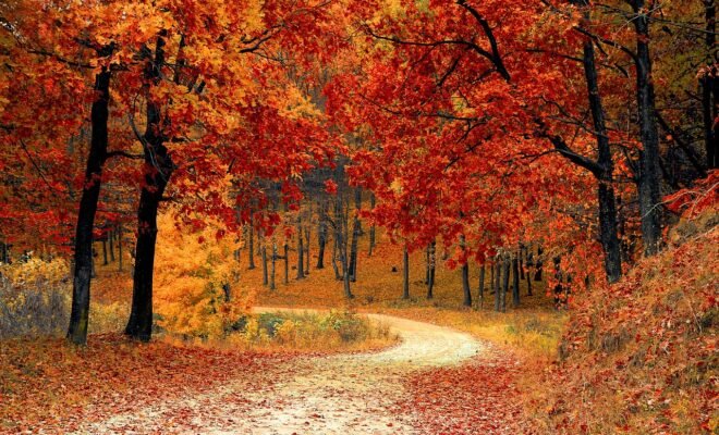 fall trees, road