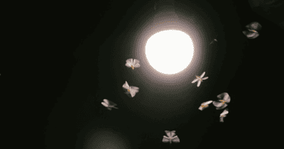 moths in shadow flying toward light magic realism