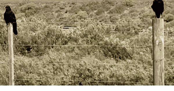 Blackbirds on Fence Posts Watching Me Eat Cinnamon Toast