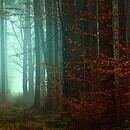 An eerie light glows through autumn woods