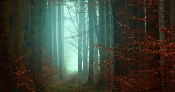 An eerie light glows through autumn woods
