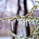 an evergreen Christmas tree with icicles hanging from the branches during the winter, snow in tilt shift lens green plant