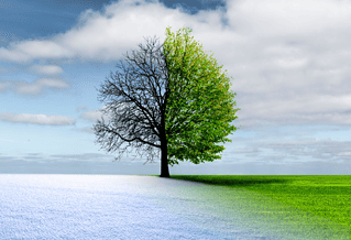 A tree that's half in winter, half in spring