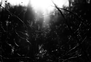 A black and white photograph of a budding bush