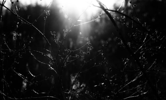 A black and white photograph of a budding bush