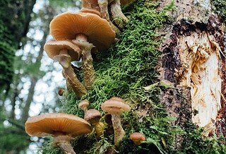 Seen from underneath, a row of light brown mushrooms grows out of the side of a tree trunk covered with moss even as it stretches into the sky.