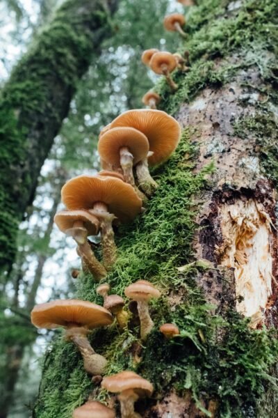 Seen from underneath, a row of light brown mushrooms grows out of the side of a tree trunk covered with moss even as it stretches into the sky.