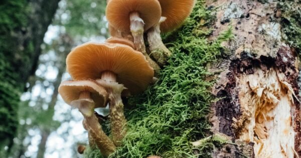 Seen from underneath, a row of light brown mushrooms grows out of the side of a tree trunk covered with moss even as it stretches into the sky.