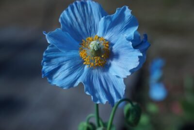 blooming blue poppy flower against a blurred background