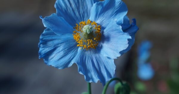 blooming blue poppy flower against a blurred background