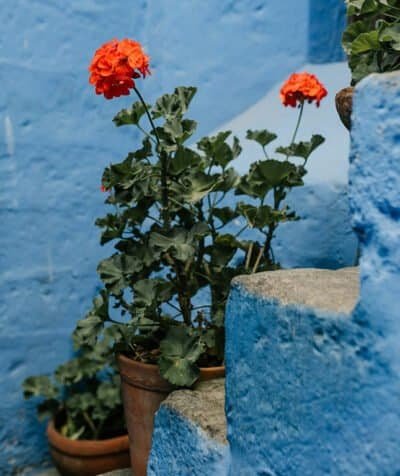 A photograph of gray concrete stairs with a pot of red geraniums next to it