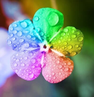 A flower with petals of different colors covered in raindrops.
