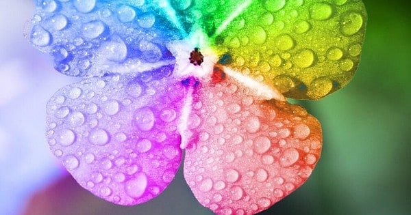 A flower with petals of different colors covered in raindrops.