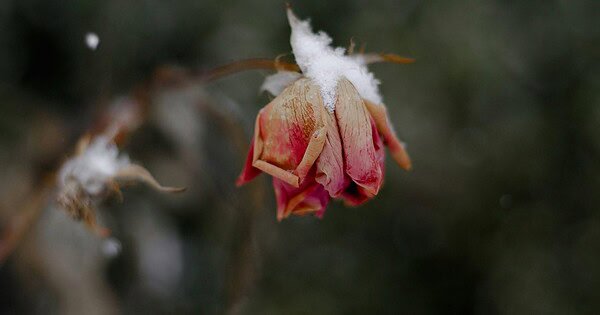 Snow begins to accumulate on a withering pink rose left to wilt on the bush.