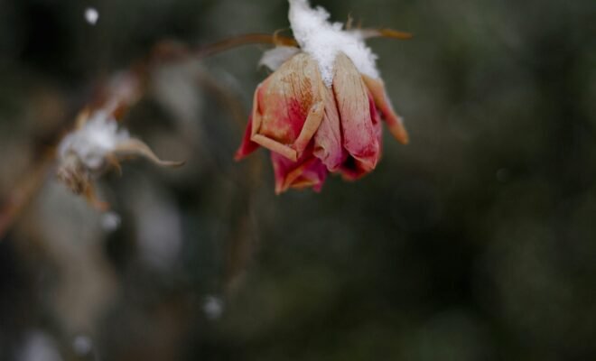 Snow begins to accumulate on a withering pink rose left to wilt on the bush.