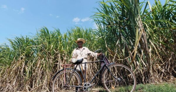 Tall sugarcane fields