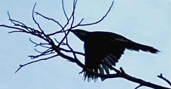 The image shows a bird flying between bare branches