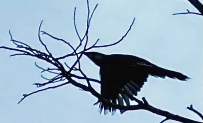 The image shows a bird flying between bare branches