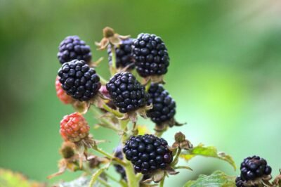 Ripe and tempting blackberries grow in a cluster against a background of out-of-focus green leaves. Seven large, ripe berries top their stems, with two unripe berries tucked in as well as three empty stems whose berries seem to have already been plucked.