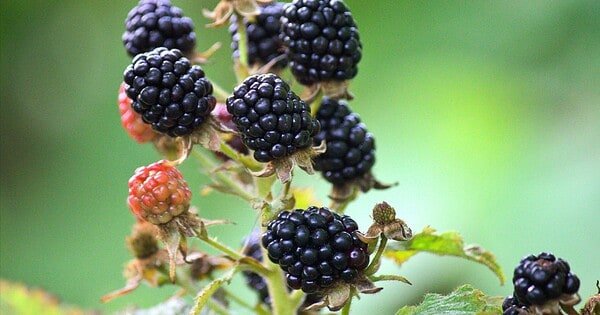 Ripe and tempting blackberries grow in a cluster against a background of out-of-focus green leaves. Seven large, ripe berries top their stems, with two unripe berries tucked in as well as three empty stems whose berries seem to have already been plucked.