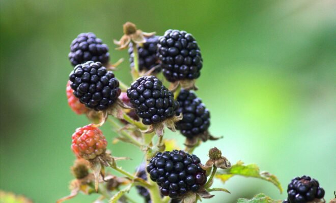 Ripe and tempting blackberries grow in a cluster against a background of out-of-focus green leaves. Seven large, ripe berries top their stems, with two unripe berries tucked in as well as three empty stems whose berries seem to have already been plucked.