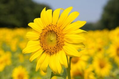 a yellow sunflower