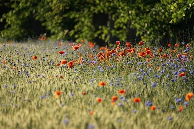 flowers within a peaceful meadow