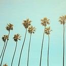 A picture of palm trees against blue sky
