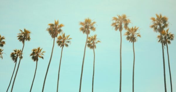 A picture of palm trees against blue sky