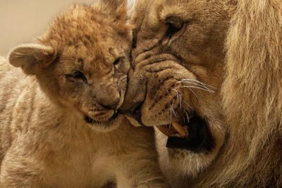 Big lion roaring while head against a cub. Close up of two heads together.