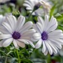 White flowers among a bed of grass