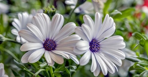 White flowers among a bed of grass