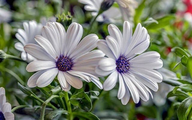 White flowers among a bed of grass