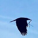 The image shows a black crow in a blue sky, carrying a large twig