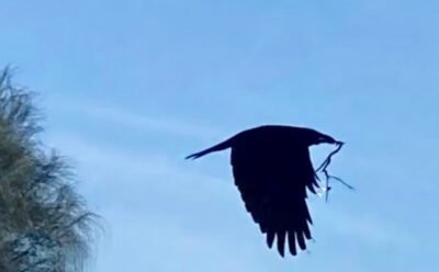 The image shows a black crow in a blue sky, carrying a large twig
